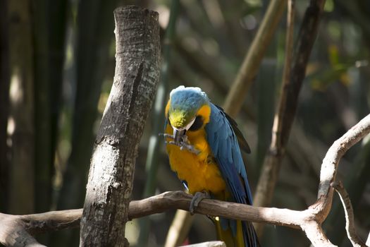Blue and yellow macaw perched on a tree limb