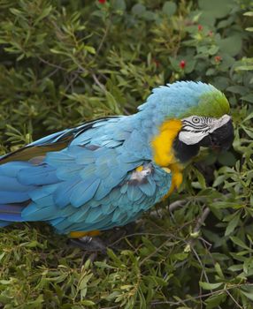 Blue and yellow macaw eating berries