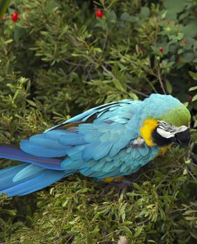 Blue and yellow macaw eating berries