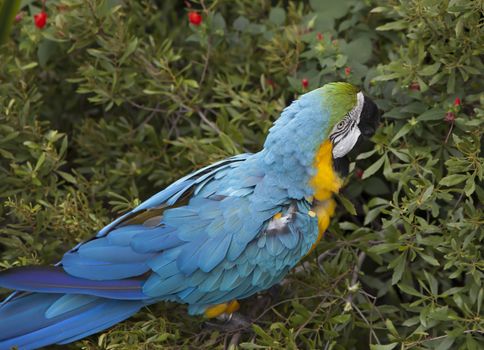 Blue and yellow macaw eating berries