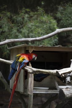 Scarlet macaw near a birdhouse