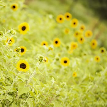 Sunflowers amongst a field in the afternoon in Queensland, Australia.