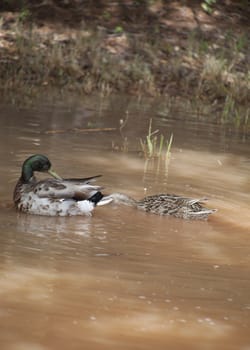 Mallard drake swimming in a small dirty pond, followed by a hen