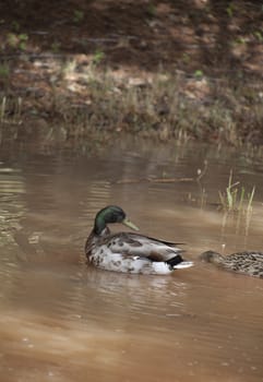 Mallard drake swimming in a small dirty pond, followed by a hen