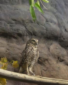 Burrowing owl perched near rocks