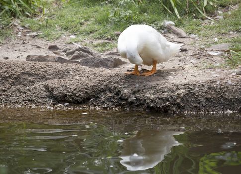 American Pekin duck on a pond shore