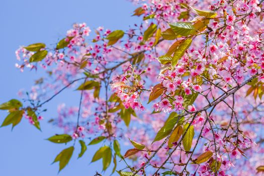 Sakura flowers blooming blossom in PhuLomLo Loei Province , Thailand