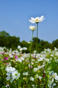 cosmos flower field with blue sky background