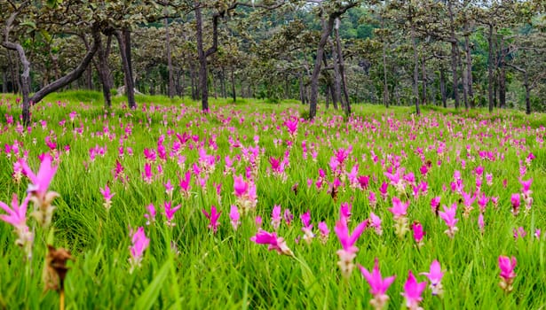 Siam tulips (Curcuma alismatifolia) blooming in the jungle at Chaiyaphum province, Thailand