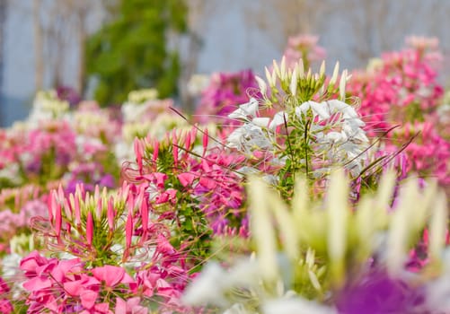 colorful western tare in the garden with background blur