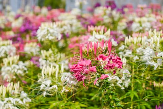 colorful western tare in the garden with background blur