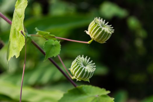 exotic shape color green like a gear, It is the fruit and seeds of Abutilon indicum or Indian abutilon in Thailand