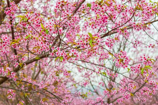 Sakura flowers blooming blossom in PhuLomLo Loei Province , Thailand