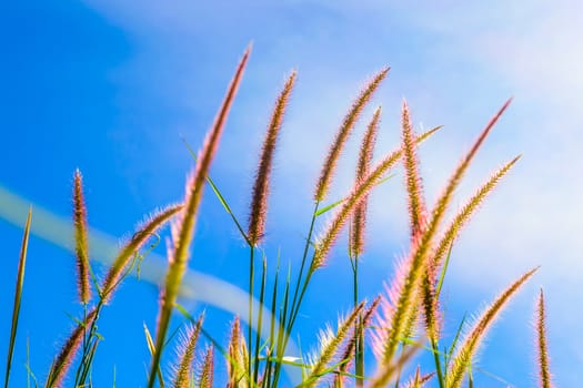 Wild grass flowers in blue sky background