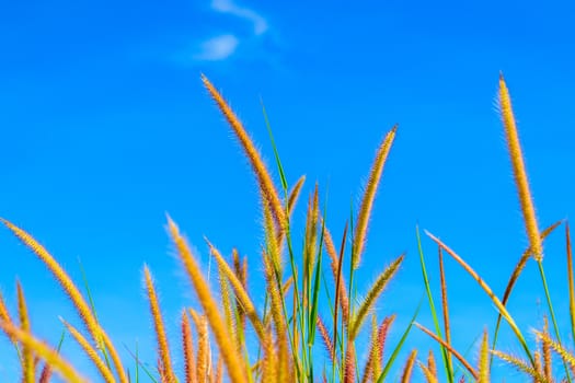 Wild grass flowers in blue sky background