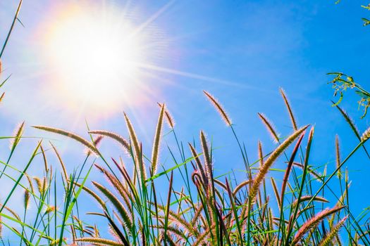 Wild grass flowers in the sun with blue sky background