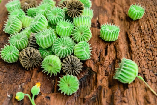 exotic shape color green like a gear, It is the fruit and seeds of Abutilon indicum or Indian abutilon in Thailand