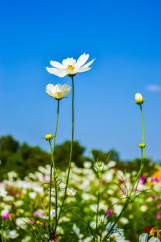 cosmos flower field with blue sky background