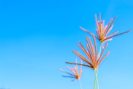 Wild grass flowers in blue sky background