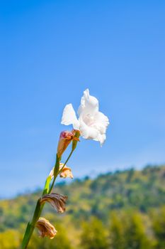 Beautiful white gladiolus flowers on blue sky
