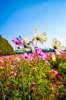 cosmos flower field with blue sky background