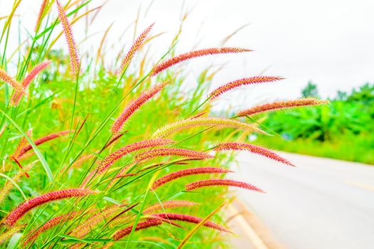 Grass flowers wayside in the sky background.