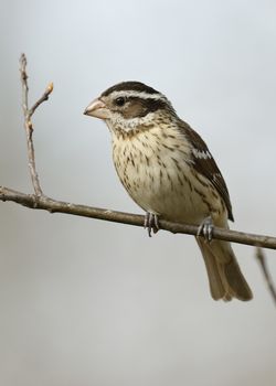 Female Rose-breasted Grosbeak (Pheucticus ludovicianus perched on a branch - Ontario, Canada