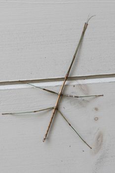 Common Walking Stick (Diapheromera femorata) on the side of a house - Grand Bend, Ontario, Canada