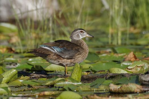 Wood Duck (Aix sponsa) in eclipse plumage wading through lily pads - Pinery Provincial Park, Ontario, Canada