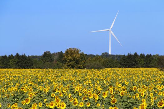 Field of sunflowers with a wind turbine in the background - Huron County, Ontario, Canada