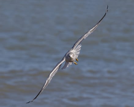 Adult Ring-billed Gull (Larus delawarensis) in non-breeding plumage flying towards camera - Grand Bend, Ontario, Canada 