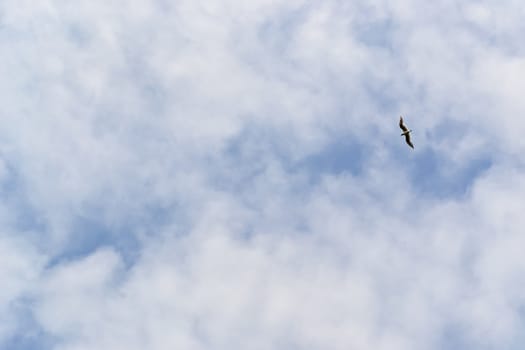 Blue sky background with clouds and a lone Seagull flies