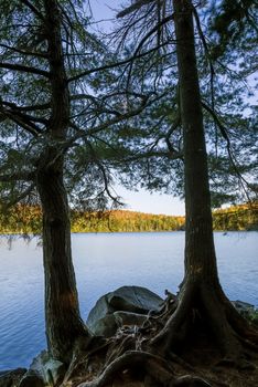 Eastern Hemlocks silhouetted on an autumn lake - Algonquin Provincial Park, Ontario, Canada