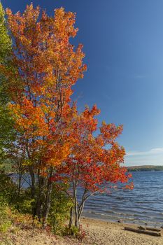 Brilliant Sugar Maple growing on the sandy shore of a lake in autumn - Algonquin Provincial Park, Ontario, Canada