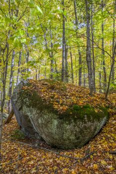 Large Precambrian Boulder in a Fall Forest - Algonquin Provincial Park, Ontario, Canada