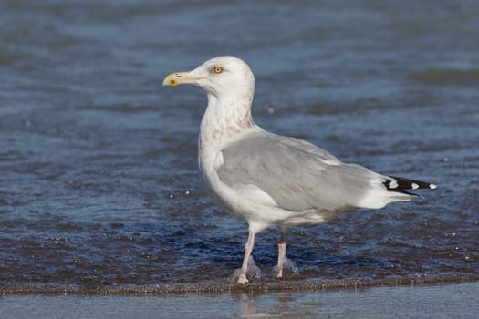 Adult Herring Gull (Larus argentatus) in non-breeding plumage on the shore of Lake Huron - Grand Bend, Ontario, Canada