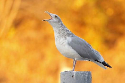 Herring Gull (Larus argentatus) in non-breeding plumage calling with autumn foliage in background - Grand Bend, Ontario, Canada