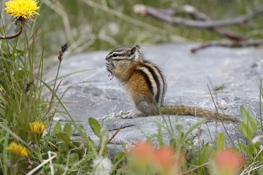 A Least Chipmunk (Tamias minimus) nibbles on some plants while sitting on a rock - Jasper National Park, Alberta, Canada