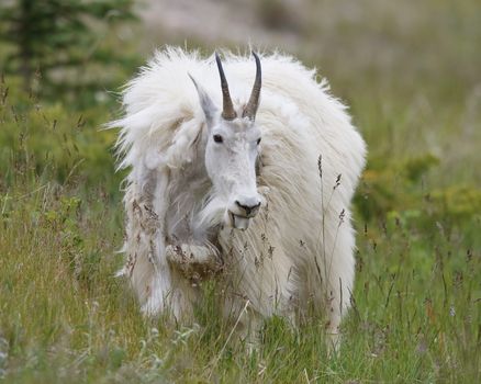 A Mountain Goat (Oreamnos americanus) shedding its winter coat browses in an alpine meadow in late spring- Jasper National Park, Alberta, Canada