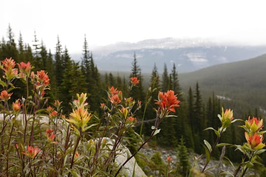 Indian Paintbrush with mountains in the background - Banff National Park, Alberta, Canada