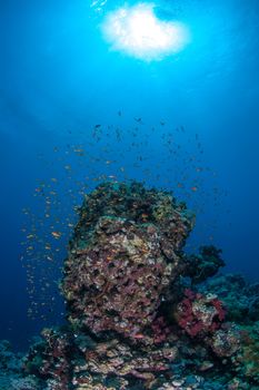 coral life diving Sudan Soudan Red Sea safari