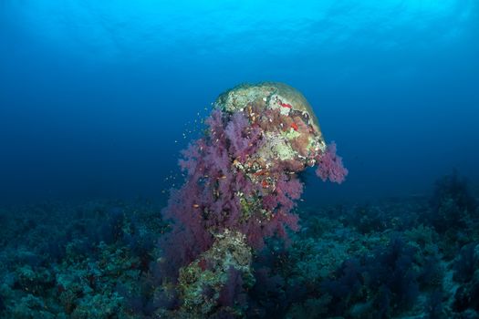 coral life diving Sudan Soudan Red Sea safari