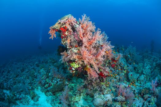 coral life diving Sudan Soudan Red Sea safari