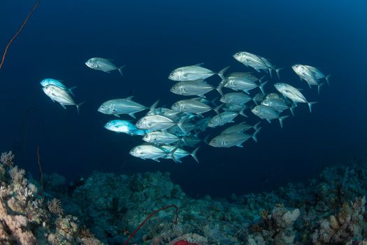 coral life diving Sudan Soudan Red Sea safari