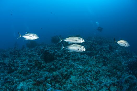 coral life diving Sudan Soudan Red Sea safari