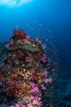 coral life diving Sudan Soudan Red Sea safari