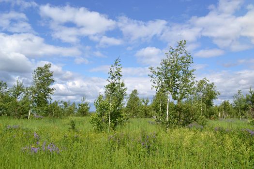 Landscape with young trees and flowers on a background of blue sky and clouds.