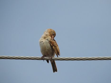 Birds sit on wires on a background of gloomy blue sky.