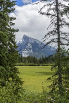 Spring Meadow with the Rocky Mountains in the background - Banff National Park, Alberta, Canada