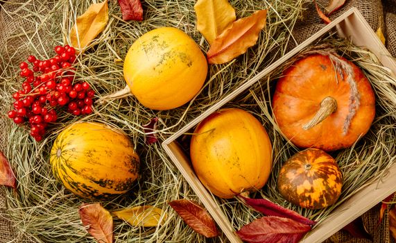 Pumpkins are in the box and on the straw. Nearby lies viburnum and autumn leaves